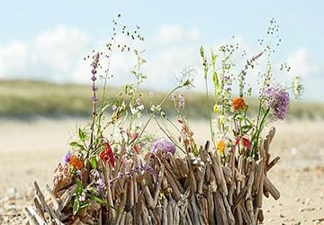 Een hek van drijfhout in de duinen, met wilde bloemen ertussen