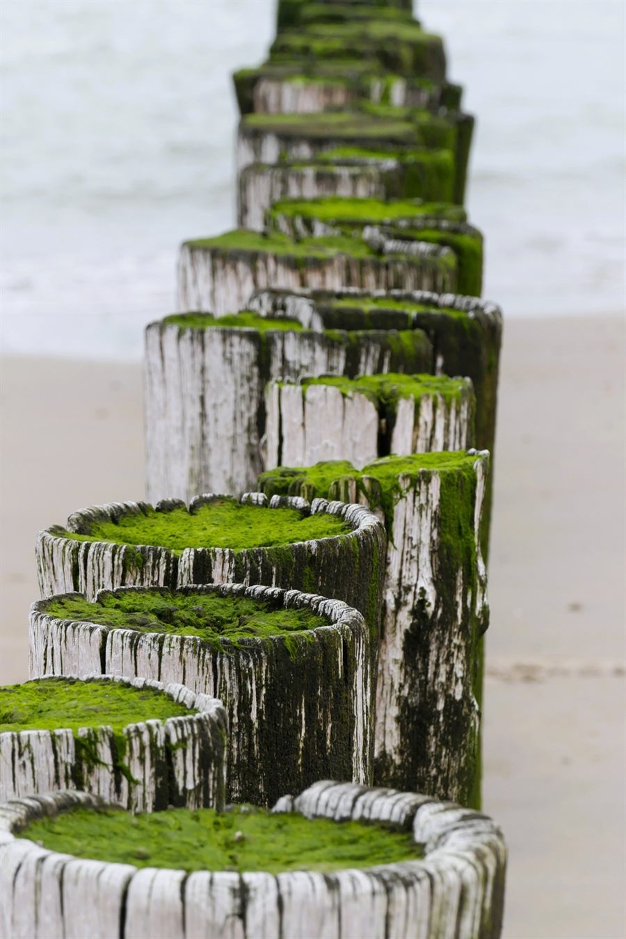 Met mos begroeide palenrij van een strandhoofd op het strand van Domburg