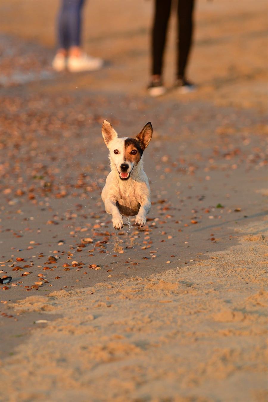 Rennende hond over het schelpenstrand in avondlicht