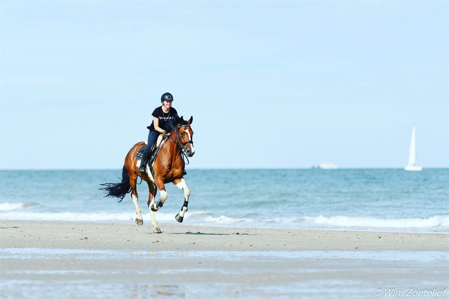 Ruiter in galop langs de vloedlijn op het strand van Domburg