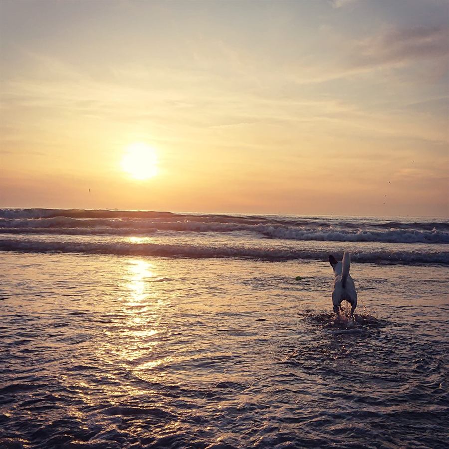 Hond speelt in de branding terwijl de zon onder gaat