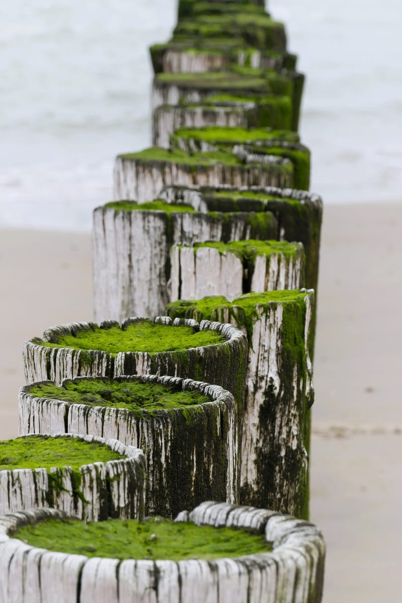 Met wier begroeide houten paalhoofden op het strand, van dichtbij