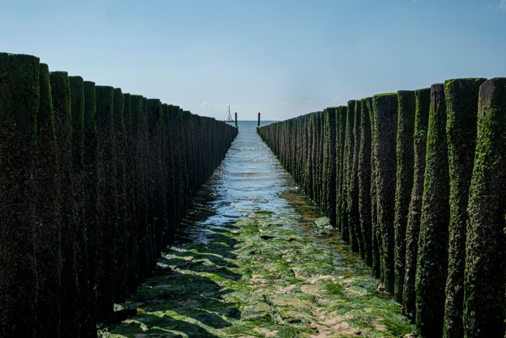 Een rij bemoste houten paalhoofden loopt vanaf het strand het water in, met de zee erachter.