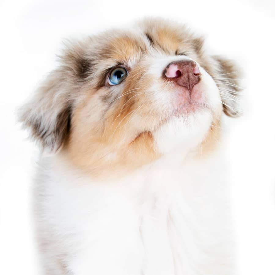 Jonge hond kijkt nieuwsgierig omhoog in de studio
