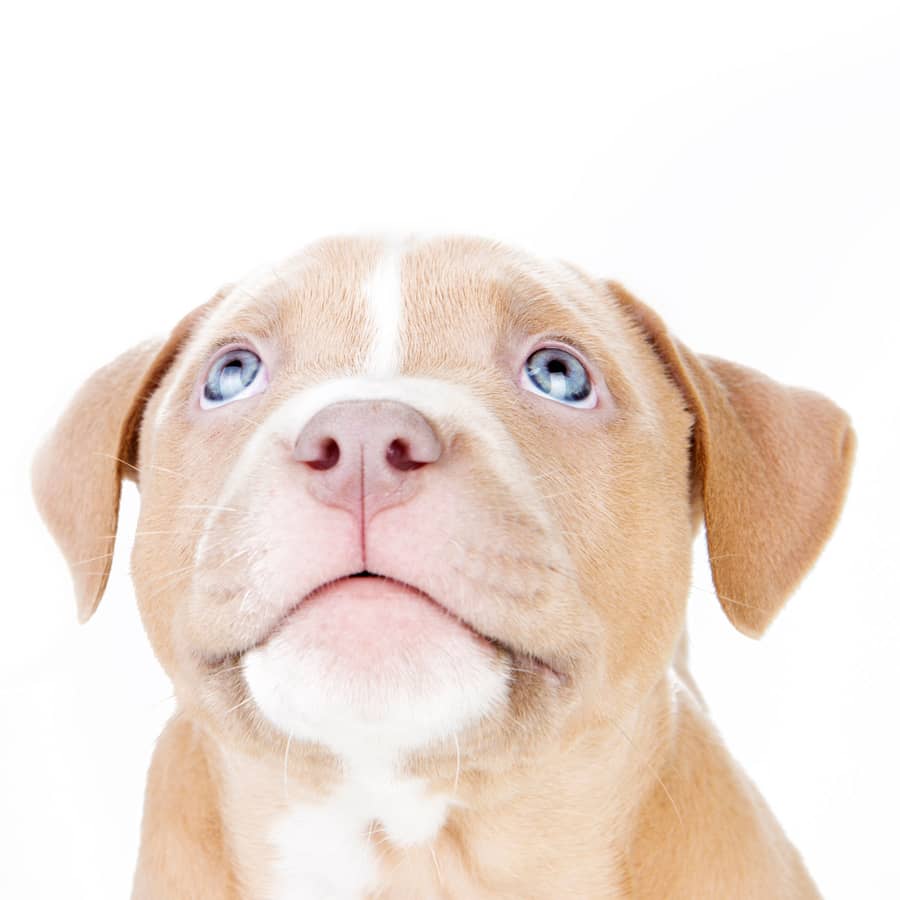 Puppy met blauwe ogen kijkt omhoog tegen een witte achtergrond