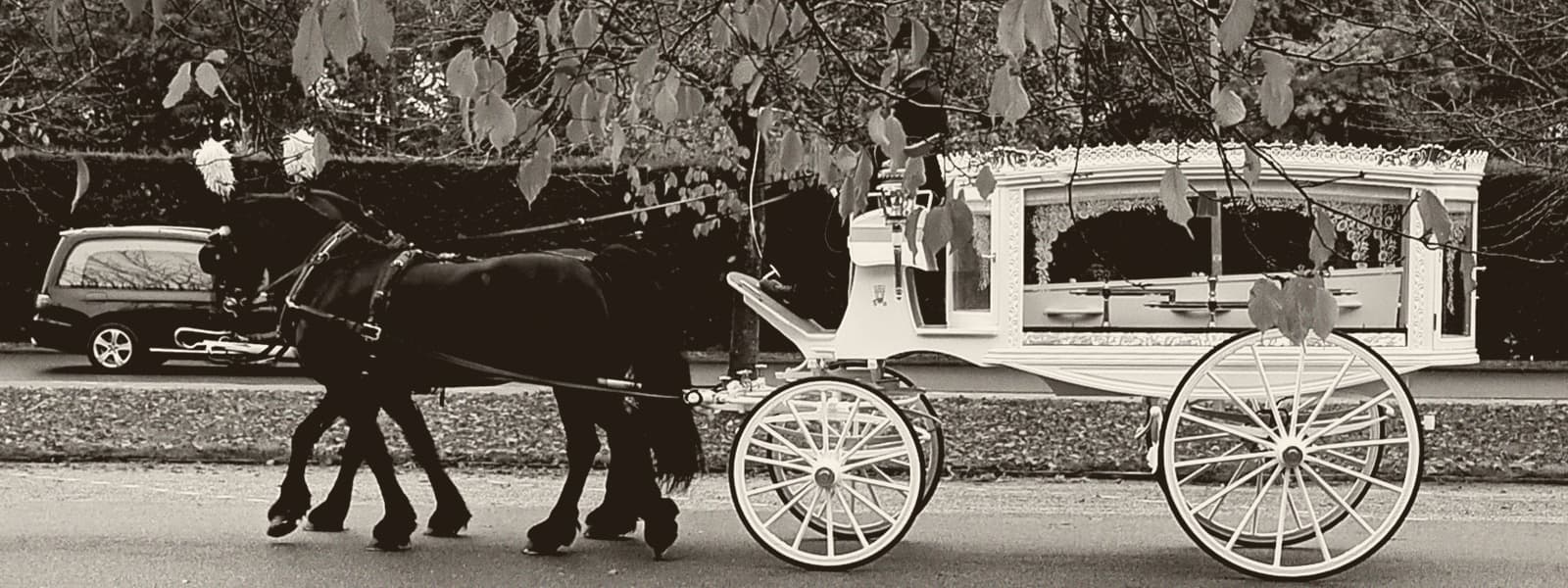 Een witte rouwkoets met twee zwarte paarden rijdt onder herfstbladeren door