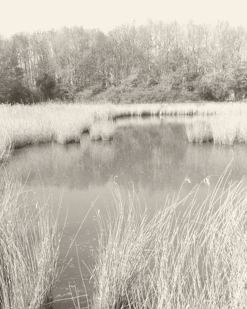 Riet en stil water in het Poelbos