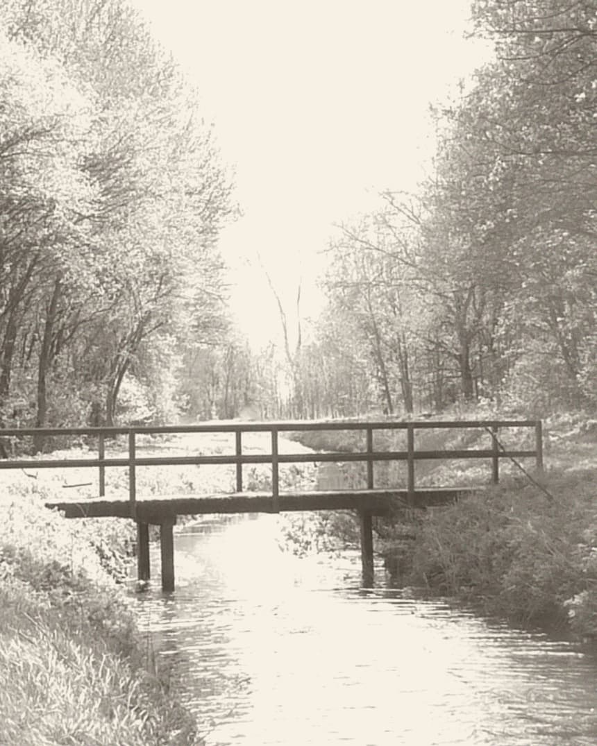 Een houten bruggetje over een sloot in het Poelbos