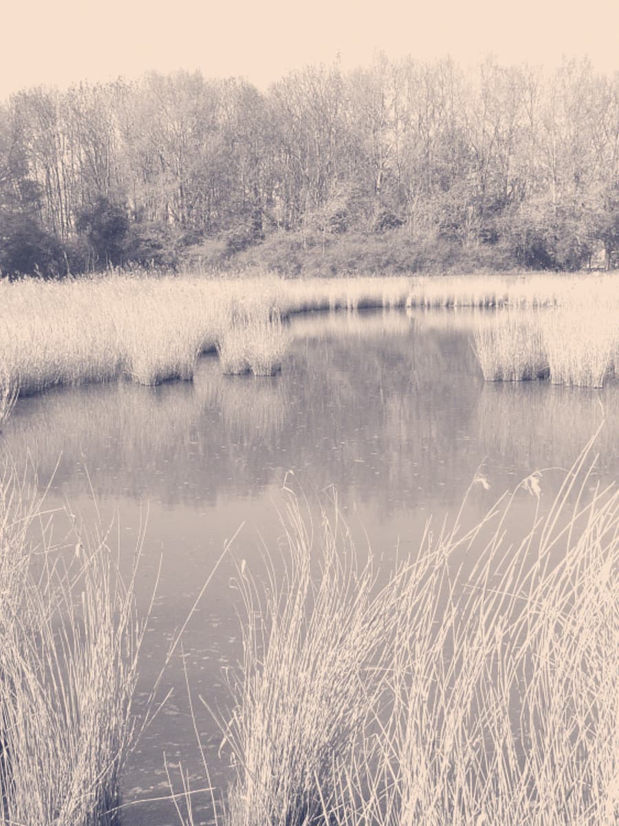 Riet en stil water in het Poelbos bij ochtendlicht