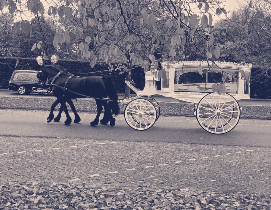Een witte rouwkoets met zwarte paarden tussen gevallen herfstbladeren