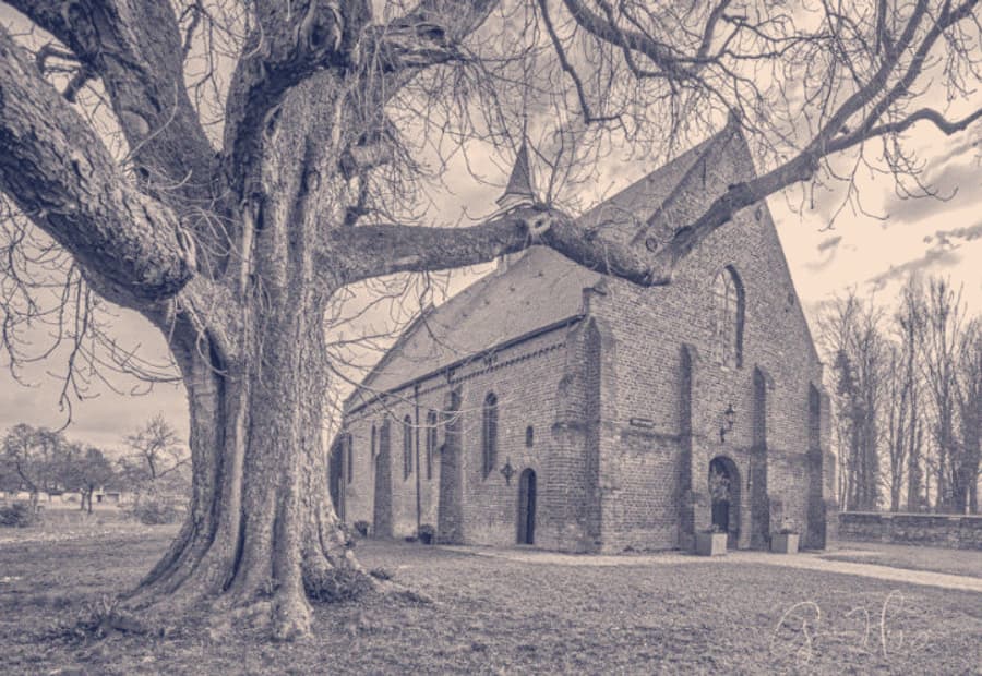De oude kerk van Kloosterzande achter een grote boom