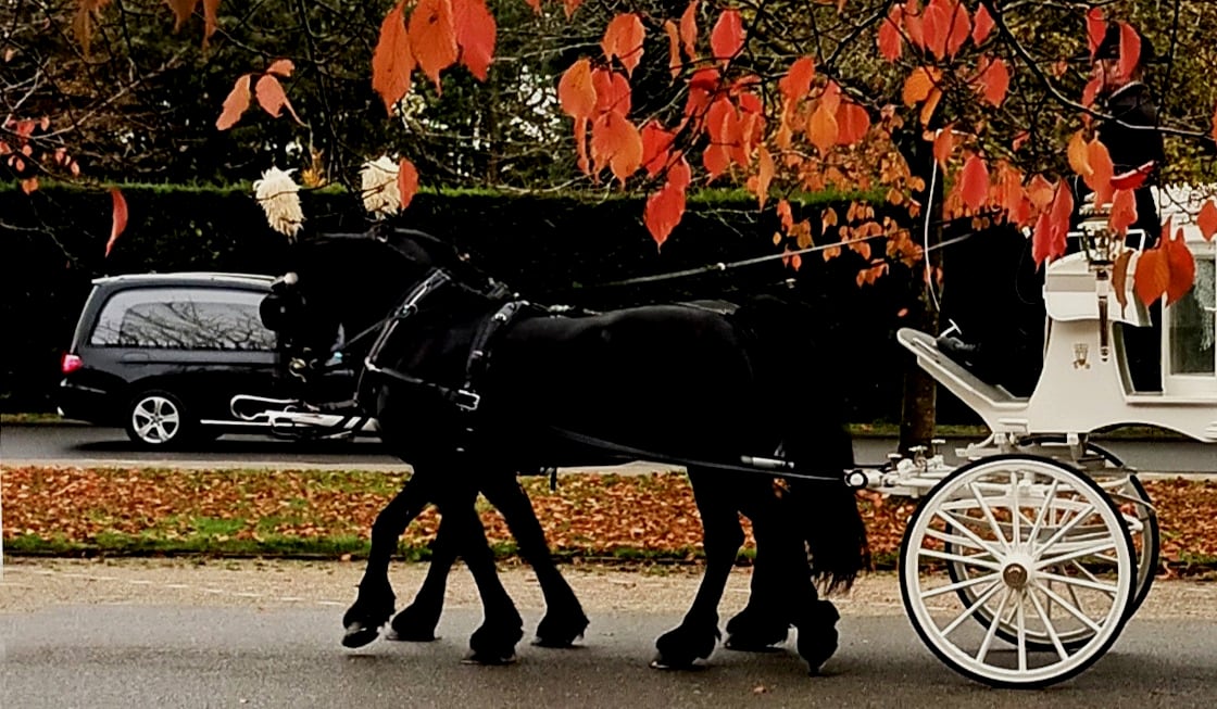 Een witte koets met glazen zijkanten, getrokken door twee zwarte paarden, op een weg onder een tak met rode herfstbladeren.