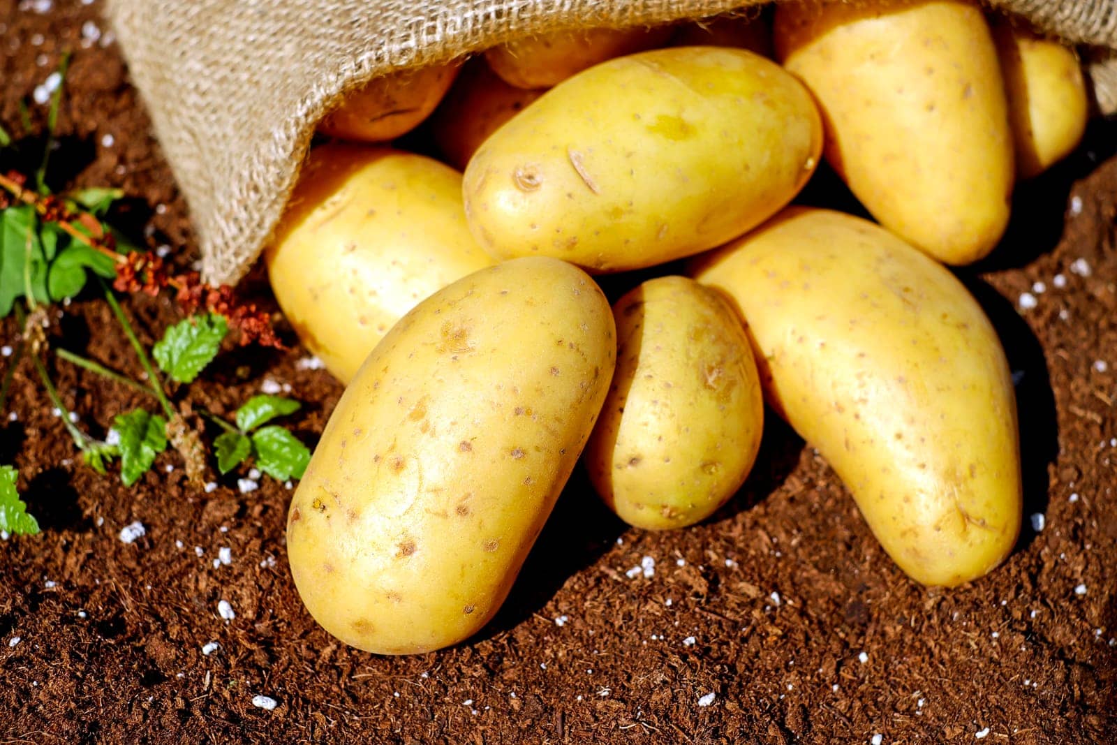 Verse aardappelen in een jutezak op donkere aarde