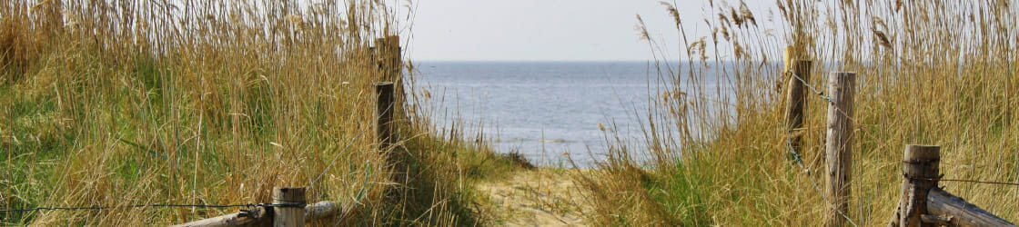 Een zandpad door het duingras naar de zee